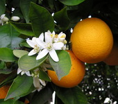 OrangeBlossom-380