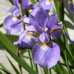 Siberian-Iris