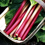 rhubarb