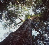 view-of-a-mahogany-tree-from-a