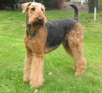 airedale terijer