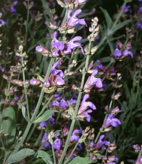 Salvia