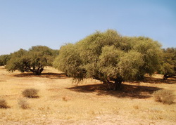 Drvo Argan Drvo Argan
