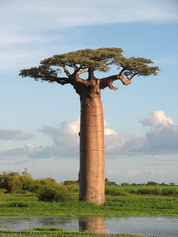 Baobab podseca na bonsai