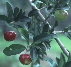 MalpighiaGlabra MalpighiaGlabra
