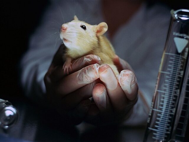 Evropska unija zabranila prodaju kozmetike testirane na životinjama