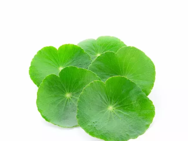 Centela, tigrova trava ili cica najpopularniji sastojak za negu kože