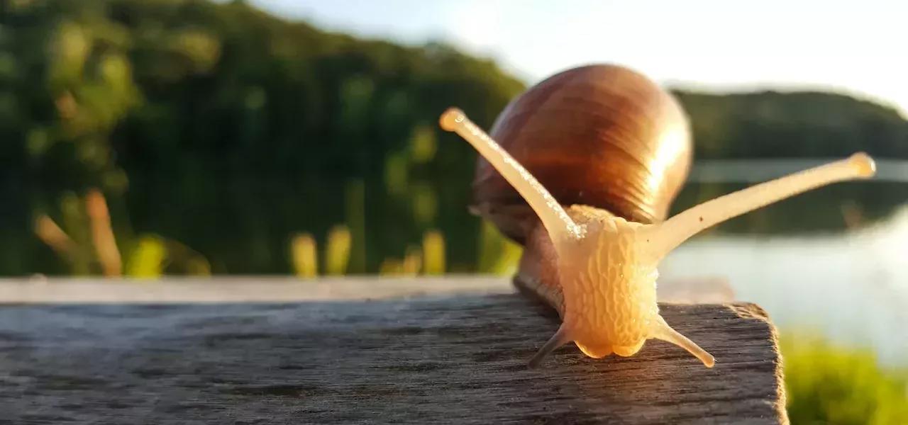 puž