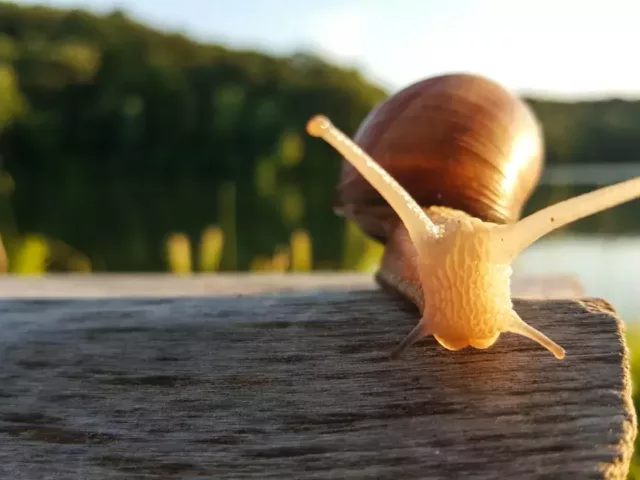 Zašto puževa sluz polako ali sigurno osvaja bjuti svet