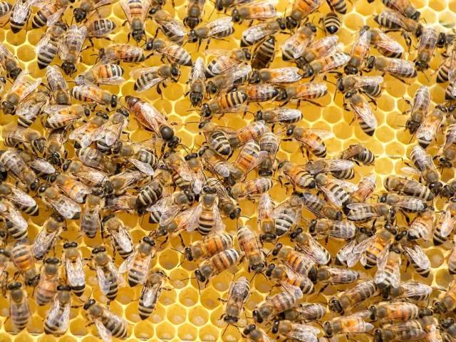 Neobični sastojci koje koristimo zarad večne mladosti i lepote